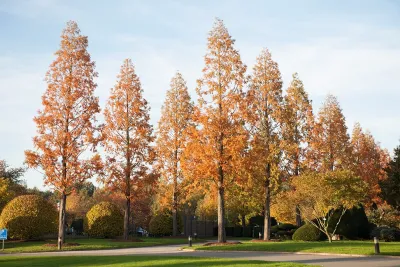 Barockgarten am Schloss Drottningholm in Schweden, umgeben von vierreihigen Kaiser-Linden, die von Lorenz von Ehren gezogen und 2008 geliefert wurden. Heute prägen sie majestätisch die Landschaft.